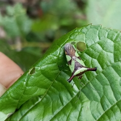 Acanthosoma alaticorne