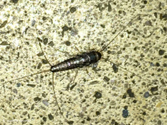 Ctenolepisma longicaudatum