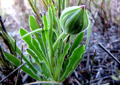 Dimorphotheca