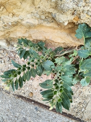 Hyoscyamus albus