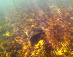 Myliobatis tenuicaudatus