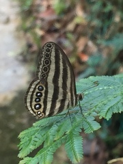 Ragadia makuta siponta