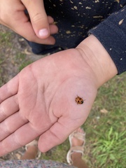 Coccinella