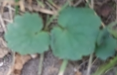 Ranunculus monophyllus