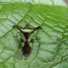 Acanthosoma alaticorne