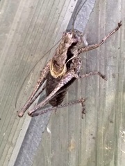 Pholidoptera griseoaptera