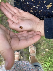 Coccinella