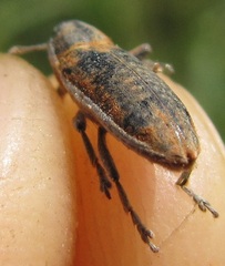 Lixus ochraceus