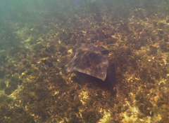 Myliobatis tenuicaudatus