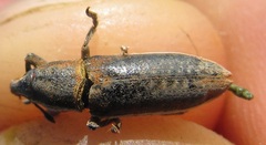 Lixus ochraceus