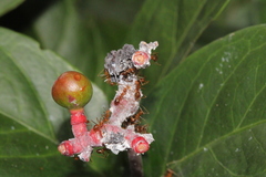 Anoplolepis gracilipes