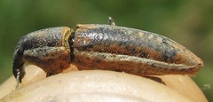 Lixus ochraceus