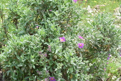 Cistus albidus