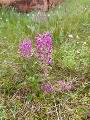Pedicularis verticillata