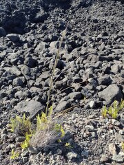 Andropogon virginicus