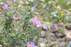 Cistus albidus