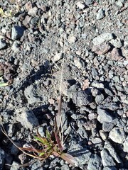 Digitaria violascens