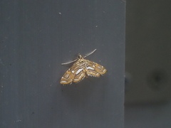 Paracymoriza cataclystalis