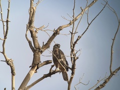 Buteo rufinus