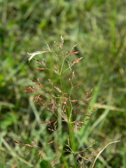 Agrostis