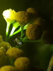 Cosmopepla lintneriana