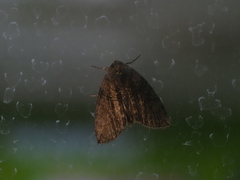 Blenina