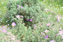 Cistus albidus