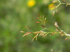 Agrostis