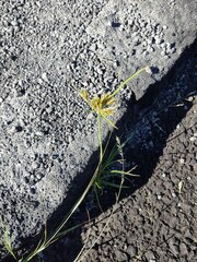 Cyperus polystachyos