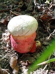 Rubroboletus satanas