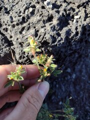 Stylosanthes viscosa