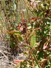 Rumex conglomeratus