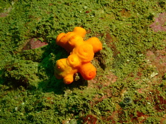 Dendrophyllia arbuscula