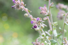 Anchusa