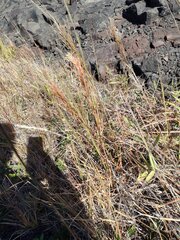 Schizachyrium condensatum