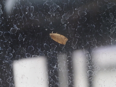 Adoxophyes privatana