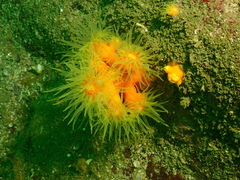 Dendrophyllia arbuscula