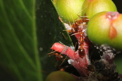 Anoplolepis gracilipes