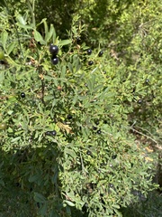 Chrysojasminum fruticans