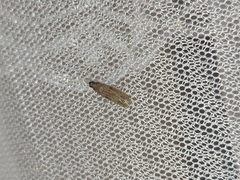 Phycitini