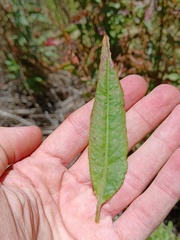 Rumex conglomeratus