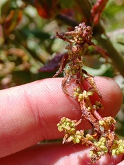 Rumex conglomeratus
