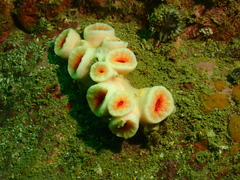 Cladopsammia eguchii