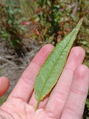 Rumex conglomeratus