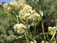 Chauliognathus lecontei