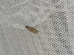 Phycitini