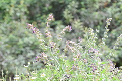 Anchusa