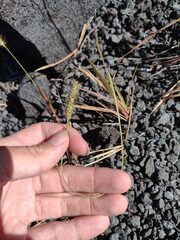 Setaria parviflora