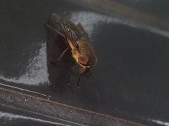 Tabanidae