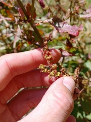 Rumex conglomeratus